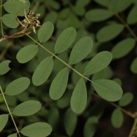 Indigofera tinctoria L.